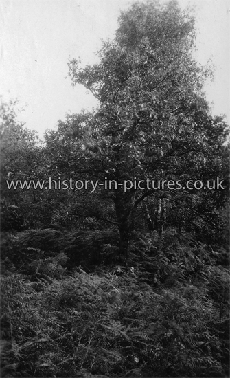 Epping Forest, Essex. c.1910's